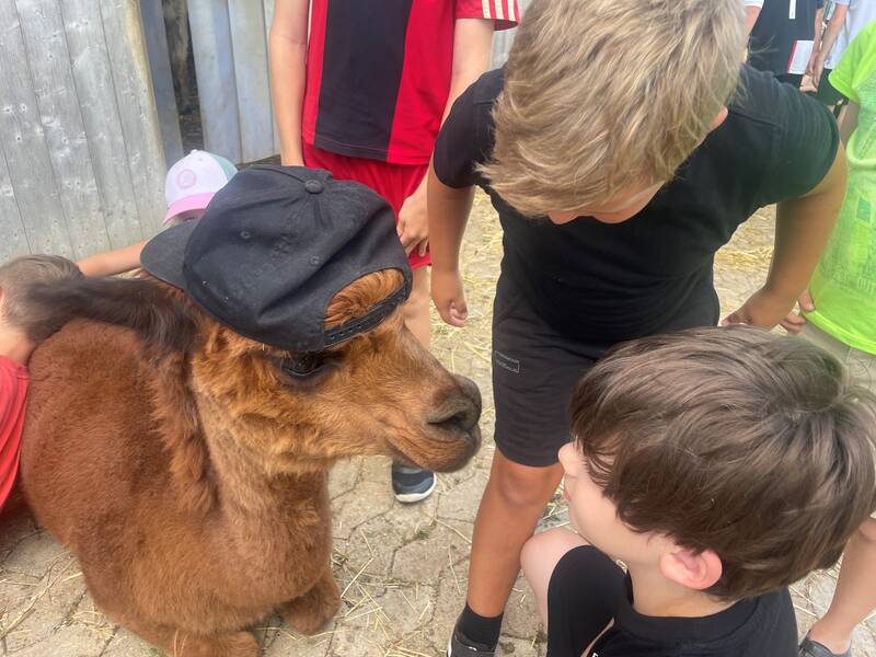 Zwei Jungs schauen ein Alpaka an, dem sie eine Mütze aufgesetzt haben.