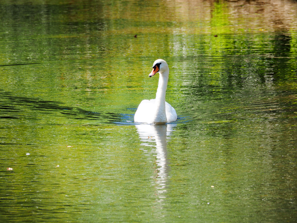 Ein Schwan auf der Fils, in dessen Wasser sich die grünen Bäume spiegeln. 