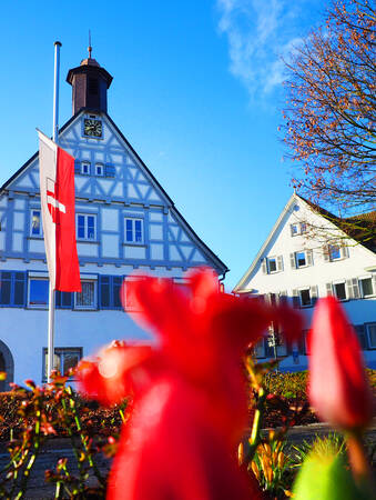 Vor dem Rathaus weht die Stadtflagge, im Vordergrund blühen rote Tulpen.