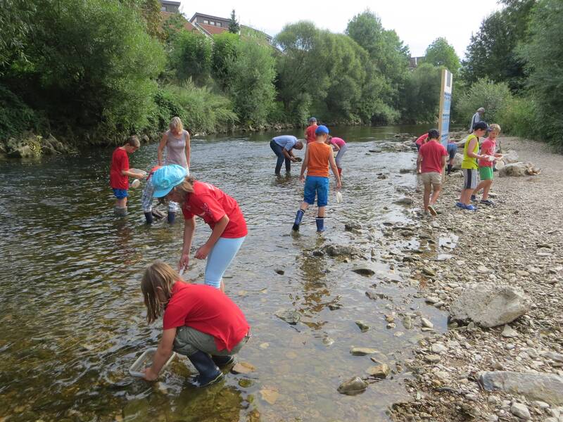 Über 10 Kinder laufen mit Gummistiefeln die Fils entlang, manche sind im Wasser, manche sind am Ufer.  Alle suchen nach Lebewesen. Einige drehen dazu die Steine im Wasser um. 