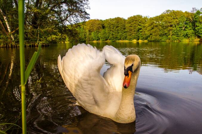 Ein Schwan in Nahaufnahme schwimmt auf dem Dammmühlteich in Oppach, am Ufer stehen grüne Bäume voller Laub.