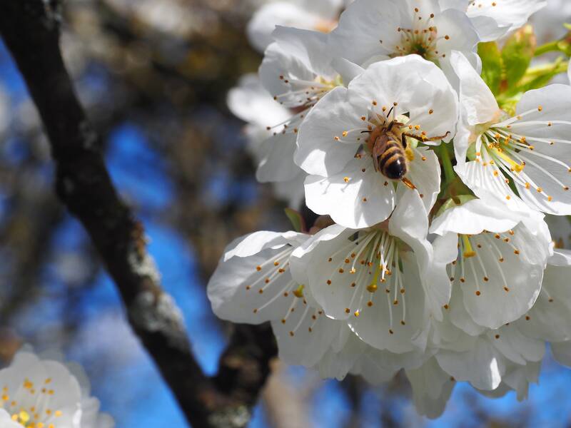 An einem Apfelbaum sind weiße Blüten. In einer dieser Blüten krabbelt eine Biene hinein.