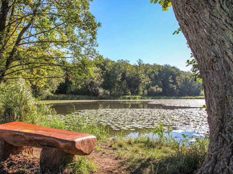 Am Ufer des sommerlichen Charlottensees steht eine rustikale Bank, auf dem See schwimmen einige Blätter von Teichrosen. Der See ist von Bäumen voller Blätter umgeben.