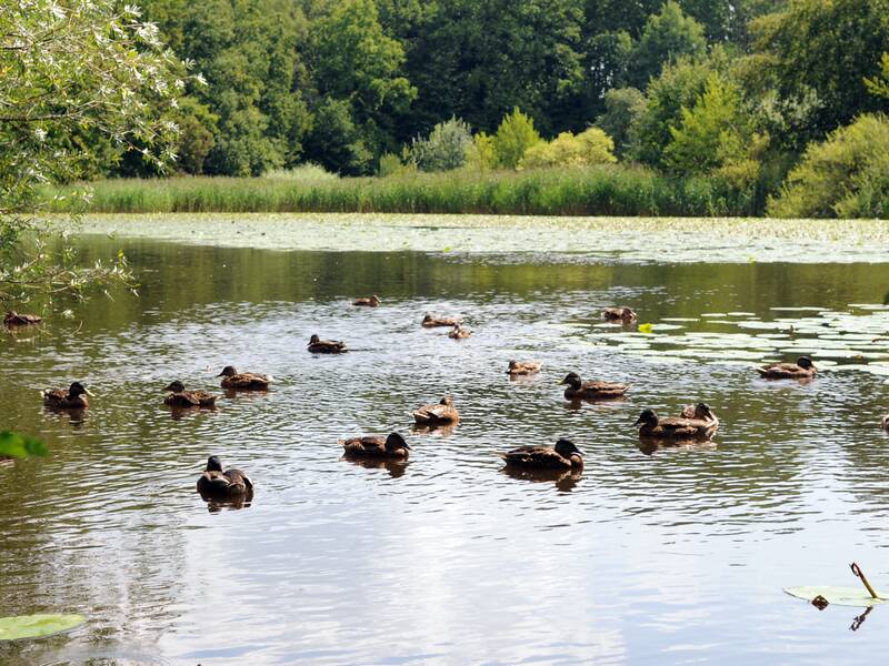 Auf dem mit Charlottensee schwimmen Enten und Wasservögel sowie einige Blätter von Teichrosen.