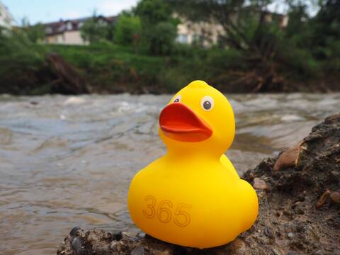 Eine gelbe Badeente sitzt auf einem Felsen am Ufer der Fils, einem Fluss in Uhingen. Starkregen hat dazu geführt, dass der Pegel deutlich gestiegen ist.