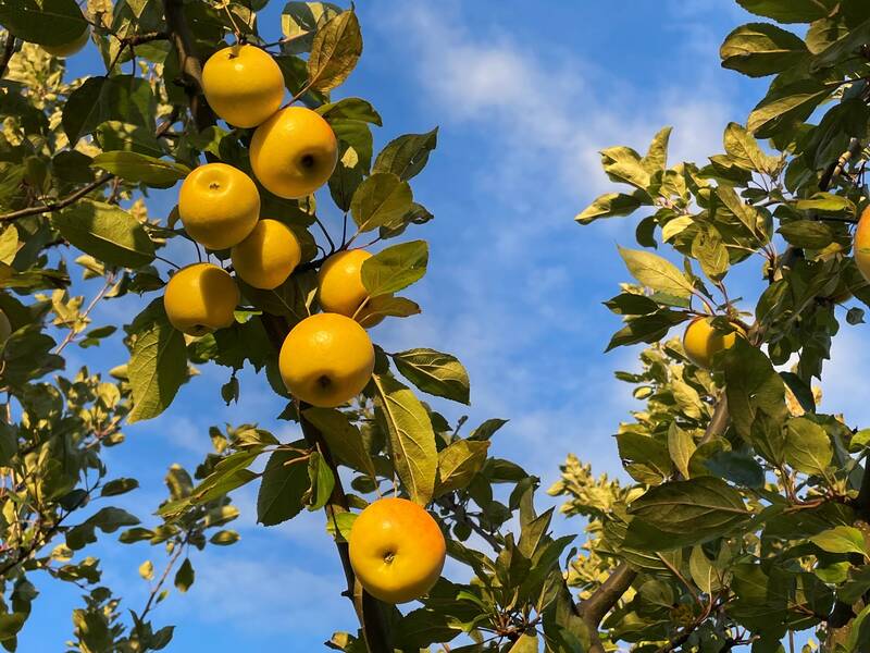 An einem Ast eines Apfelbaumes hängen mehrere knackige Äpfel.