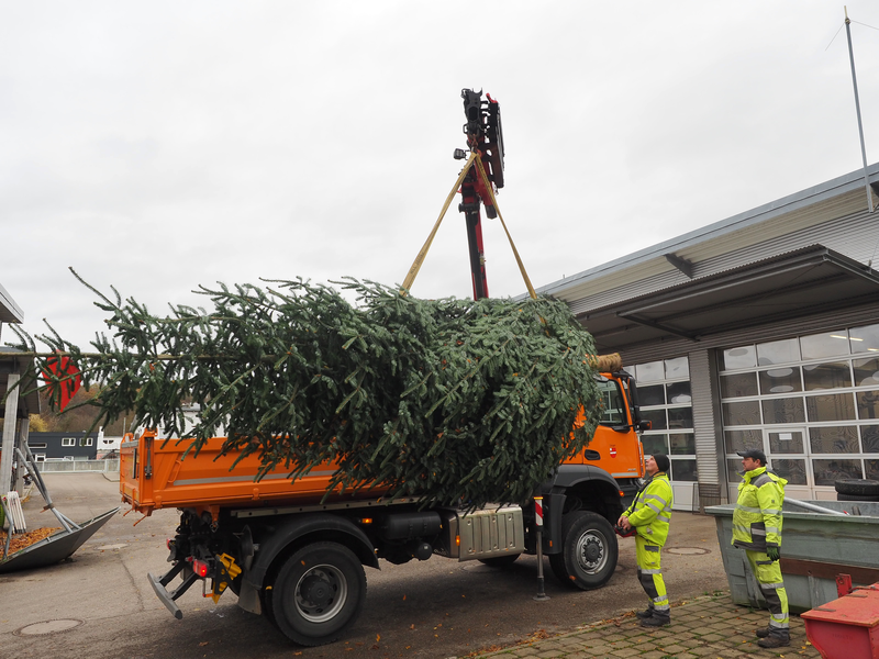 Ein großer, orangefarbener Lastwagen transportiert einen großen Weihnachtsbaum, während zwei Mitarbeiter des Uhinger Bauhofs in gelber Schutzkleidung daneben stehen. Einer bedient den Kran, an dem der Baum hängt, der andere Mitarbeiter prüft das Aufladen auf den Lastwagen.