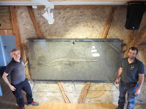 Der Ichthyosaurier ist nach Uhingen zurückgekehrt. Das Team vom Urweltmuseum Hauff restaurierte die zirka 250 Kilogramm schwere Steinplatte, in der das Fossil eingeschlossen ist. Es hängt an der mit Balken durchzogenen Fachwerkwand im K1 und ist hinter einer Glasscheibe. Daneben stehen, links und rechts, Mitarbeiter vom Urweltmuseum Hauff.