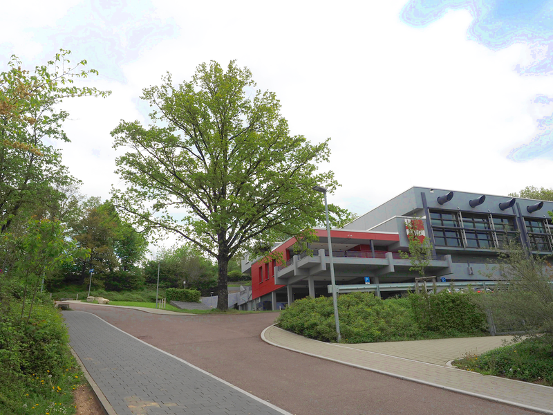 An einer Straße, die einen Hang hinaufführt, steht eine mächtige Eiche. Von der Straße aus geht eine gepflasterte Abzweigung nach Rechts. Von einer Asphalt-Abzweigung geht es zur Haldenberghalle, einer großen Sporthalle.